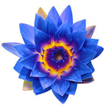 Blue-Water-Lily-flower