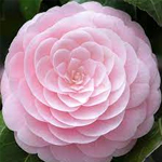 Camellia-flower
