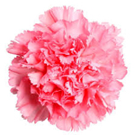 Carnation-flower