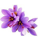 Crocus-flower