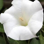 Datura-Stramonium-flower