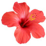 Hibiscus-flower