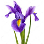 Iris-flower