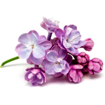 Lilac-flower