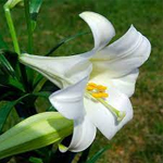 Lily-flower
