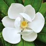 Magnolia-flower