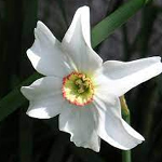Narcissus-flower