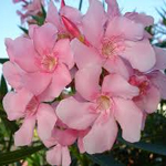 Oleander-flower