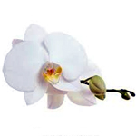 Orchid-flower