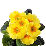 Primrose-flower