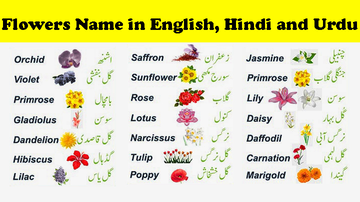 Flowers Name In English Hindi And Urdu