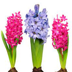hyacinth-flower