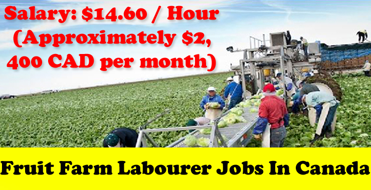 Fruit Farm Labourer Jobs In Canada